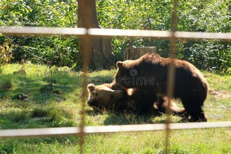 Two Brown Bear Cubs Play Fighting Stock Image Image Of Brown Finland