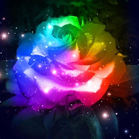 Rainbow Rose Rainbow Roses Rainbow Galaxy Rainbow Wallpaper