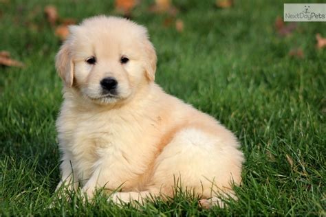 Golden Retriever Puppy For Sale Near Lancaster Pennsylvania A59b1d8f