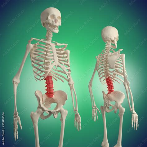 Lower Back Pain Back Bones Lumbar Spine Anatomy Lumbosacral Region