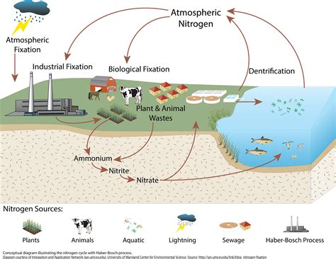 The Nitrogen Cycle With Haber Bosch Process Media Library