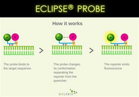 Overview Types Of Pcr Probes Goldbio