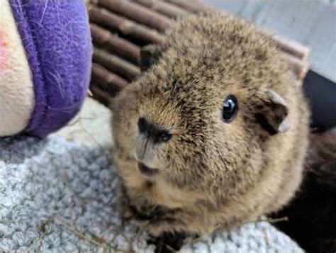 Rex Guinea Pig Breed Profile Info Pictures Care Facts Thepetfaq