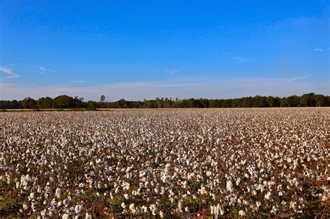 Sweet Southern Days Cotton Pickin Time In South Georgia