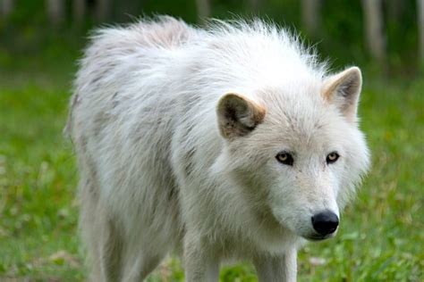 Why Buying A Wolf Dog Hybrid Is A Completely Selfish Act Petful