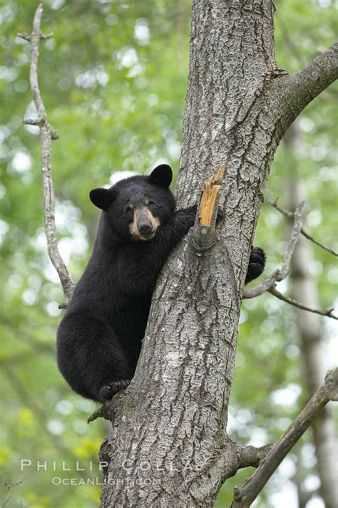 Black Bear In A Tree Ursus Americanus Photo Orr Minnesota 18955