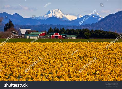 Mount Shuksan Red Farm Building Yellow Daffodils Flowers Snow Mountain