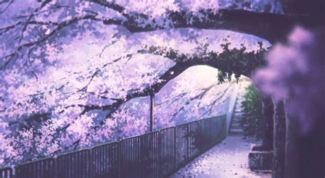 Background Anime Cherry Blossom Night Wallpaper Mural Wall