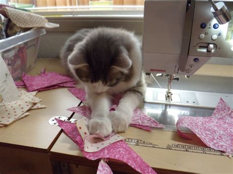 211 Best Sewing Cats Images On Pinterest Kittens Cats
