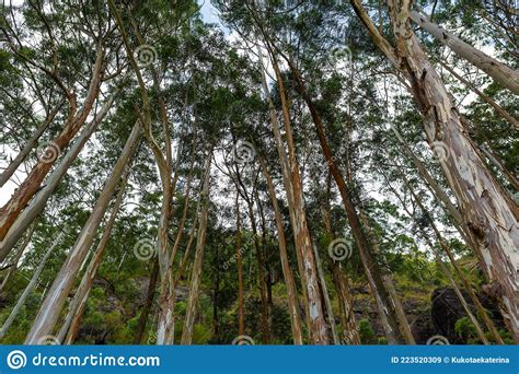 A Dense Forest Grove Of Evergreen Eucalyptus Trees Stock Image Image