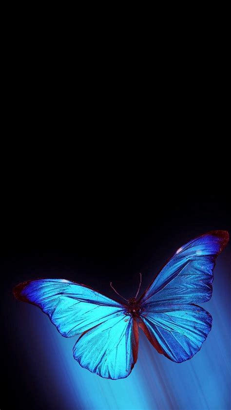 29 Anime Butterfly Iphone Wallpaper