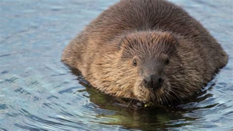 11 Fascinating Facts About Beavers Mental Floss