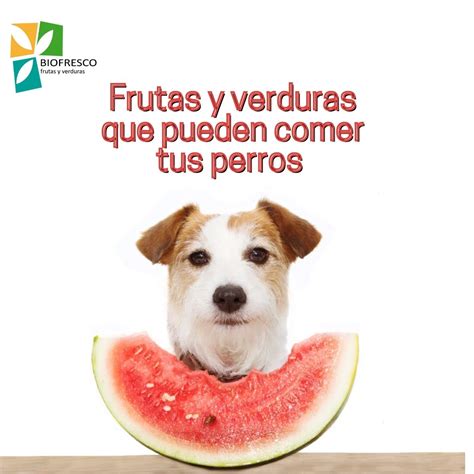 Verduras Y Frutas Que Pueden Comer Tus Perros
