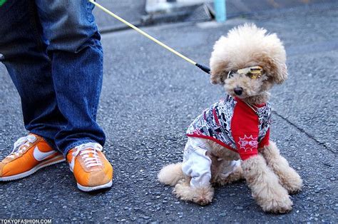 Dog In Sunglasses In Tokyo Dogs Perfect Photo Cute Creatures