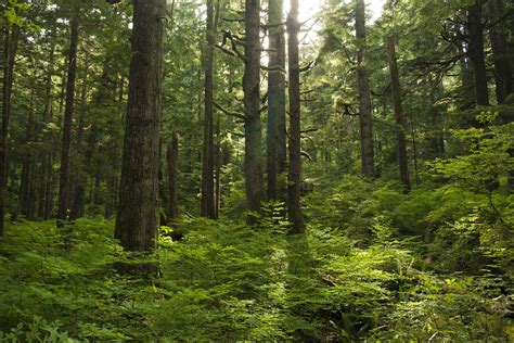 Bc Forest By Lomacar Forest Bathing Nature Spirits Old Trees
