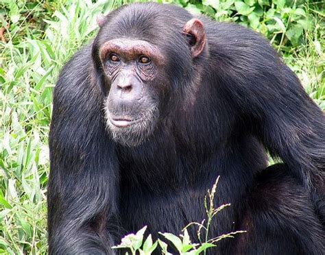 Woman Who Was Mauled By Chimp Seeks Ok To Sue Connecticut National Memo