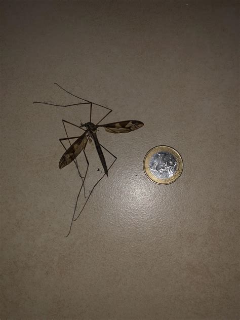 What S This Giant Mosquito Like Insect Euro For Scale I Found It