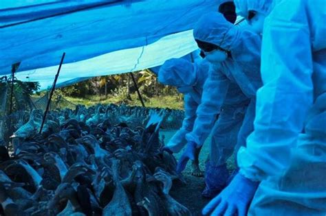 Over 1200 Birds Found Dead Across India Up Becomes 7th State To Report Avian Influenza