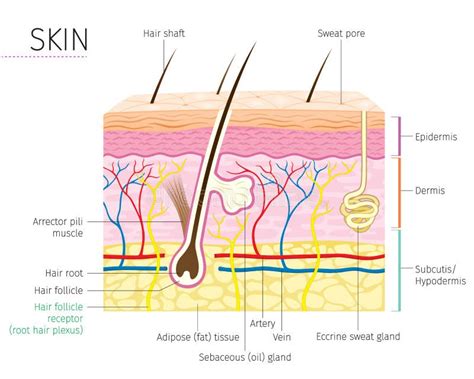 Human Anatomy Skin And Hair Diagram Stock Vector Illustration Of