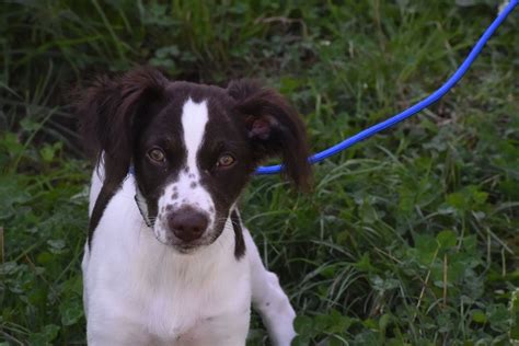 Kinder - 3 month old male Brittany Spaniel available for adoption