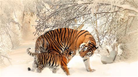 白虎 西伯利亚虎 老虎 孟加拉虎 野生动物 高清壁纸动物 图片桌面背景和图片