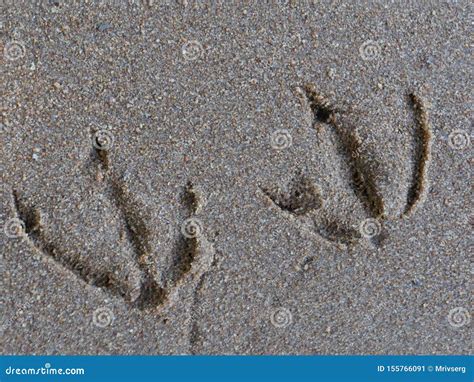 Footprints Of Duck In The Sand Stock Image Image Of Track Close