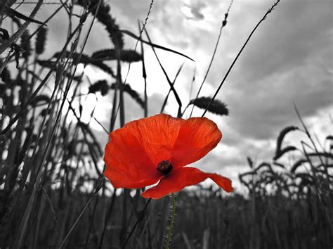 War Poppy Photograph By Dave Parrott