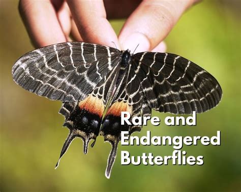 Top 10 Rare Or Endangered Butterflies Owlcation