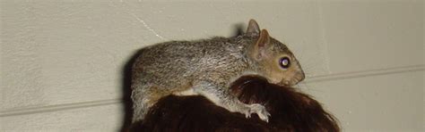 Squirrels seem to find most of the buried nuts not from memory, but by using an excellent sense of smell. Do squirrels remember where they bury nuts?