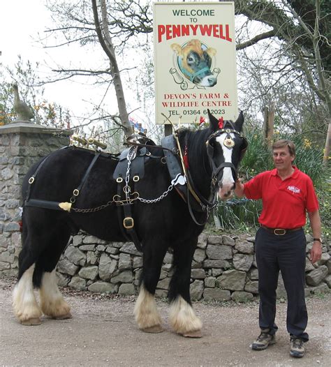 Pennywell Farm Devon Tourist Attraction