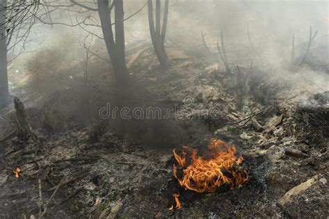 Fire In Forest Fire And Smoke Stock Photo Image Of Dead Climate