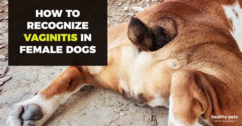 How To Recognize Vaginitis In Female Dogs