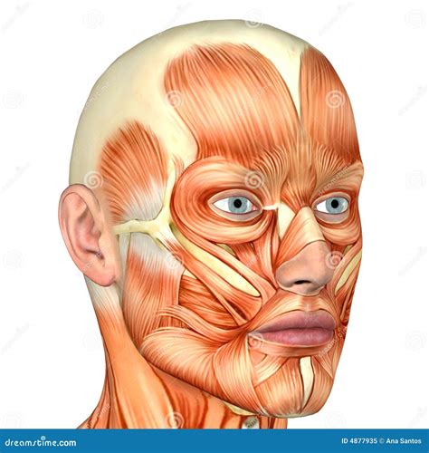 Male Human Body Anatomy Face Royalty Free Stock Photo Image 4877935
