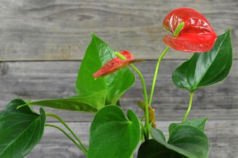 Is Flamingo Flower Poisonous To Cats And Dogs