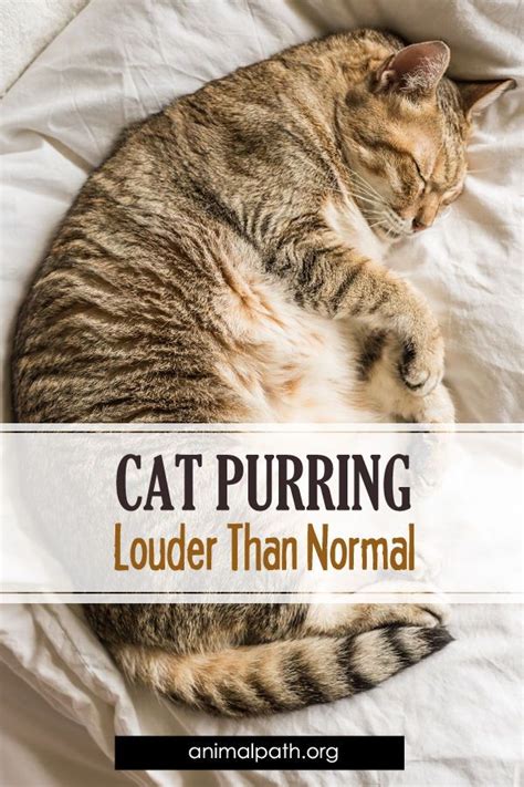 We did not find results for: Why Do Cats Hiss At Their Kittens - Idalias Salon