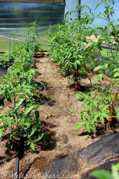 How To Prune Your Tomato Plants For A Better Harvest