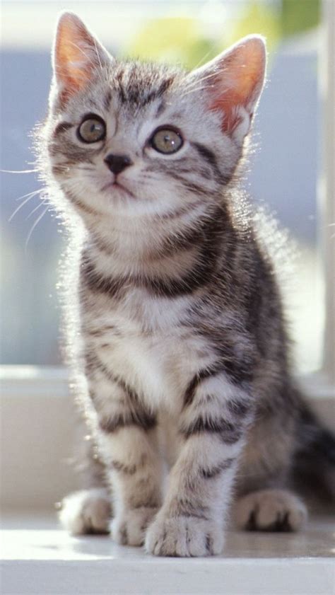 They are remarkable pets for when you get a new kitten and you just can't stop taking pictures because she's just too darn adorable. Tabby Kitten | CUTE CATS 1 | Pinterest | Cat, Adorable ...