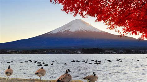Mt Fuji Classic Route Day Tour From Tokyo With Matcha Experience