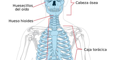 Healthy Lifestyle El Esqueleto Axial Y CaracterÍsticas Generales De