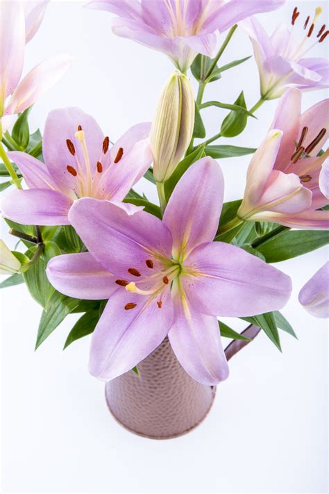 Instacart promo codes and delivery coupons for october 2021. Lilies Flowers Free Stock Photo - Public Domain Pictures