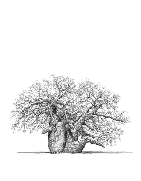 Baobab Tree Still Life With Crow Fine Art Portfolio Unique Artwork