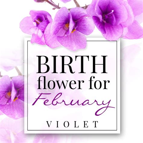 Birth Flower For February Violet Pollen Nation Birth Flowers