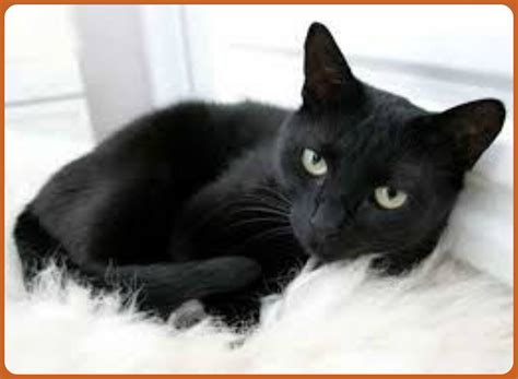 Support me on patreon and you will get: 10 lovely BLACK cats - Creative Cat Lover