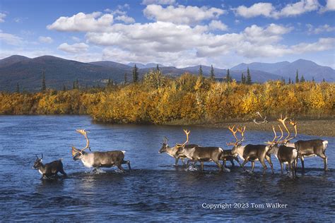 Caribou Brooks Range Alaska Photo Tom Walker Photographer