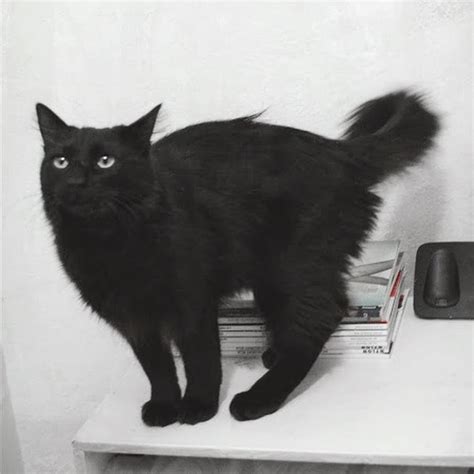 Russian Black Cat Youtube