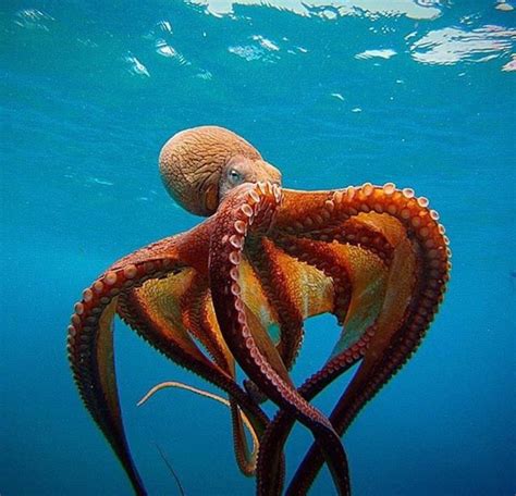 Gorgeous Octopus Ocean Creatures Sea Creatures Ocean Creatures Underwater Creatures