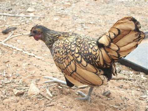 Ornamental ~ Sebright Backyard Chickens Learn How To Raise Chickens