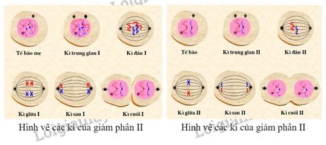 Bài 18 Thực hành Làm và quan sát tiêu bản quá trình nguyên phân và