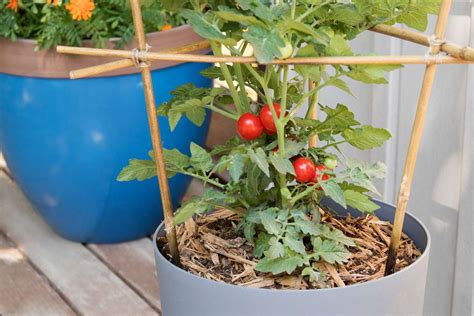 11 Tips For Growing Terrific Tomatoes In Pots