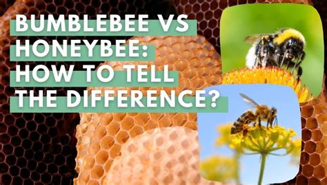 Bumblebee Vs Honeybee How To Tell The Difference